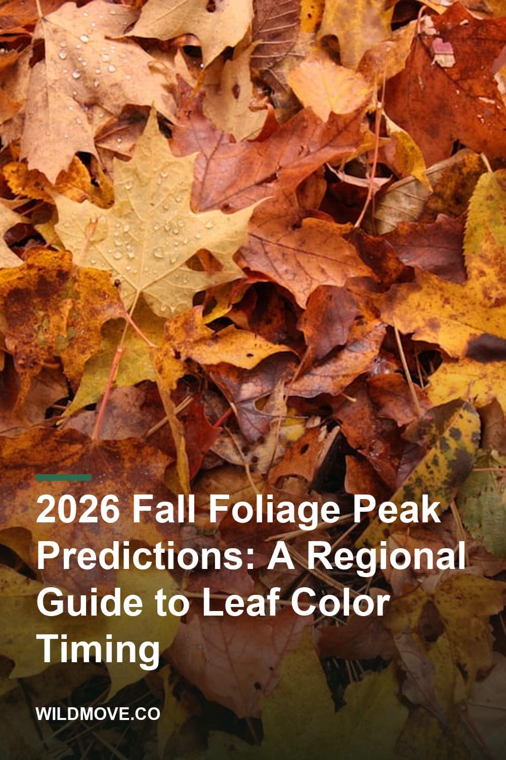 2026 Fall Foliage Peak Predictions: A Regional Guide to Leaf Color Timing