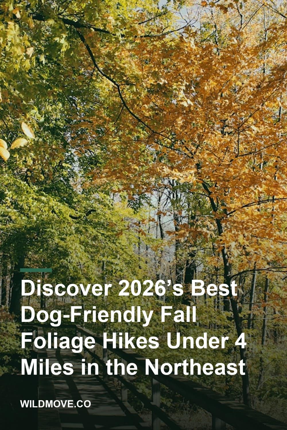 Discover 2026’s Best Dog-Friendly Fall Foliage Hikes Under 4 Miles in the Northeast