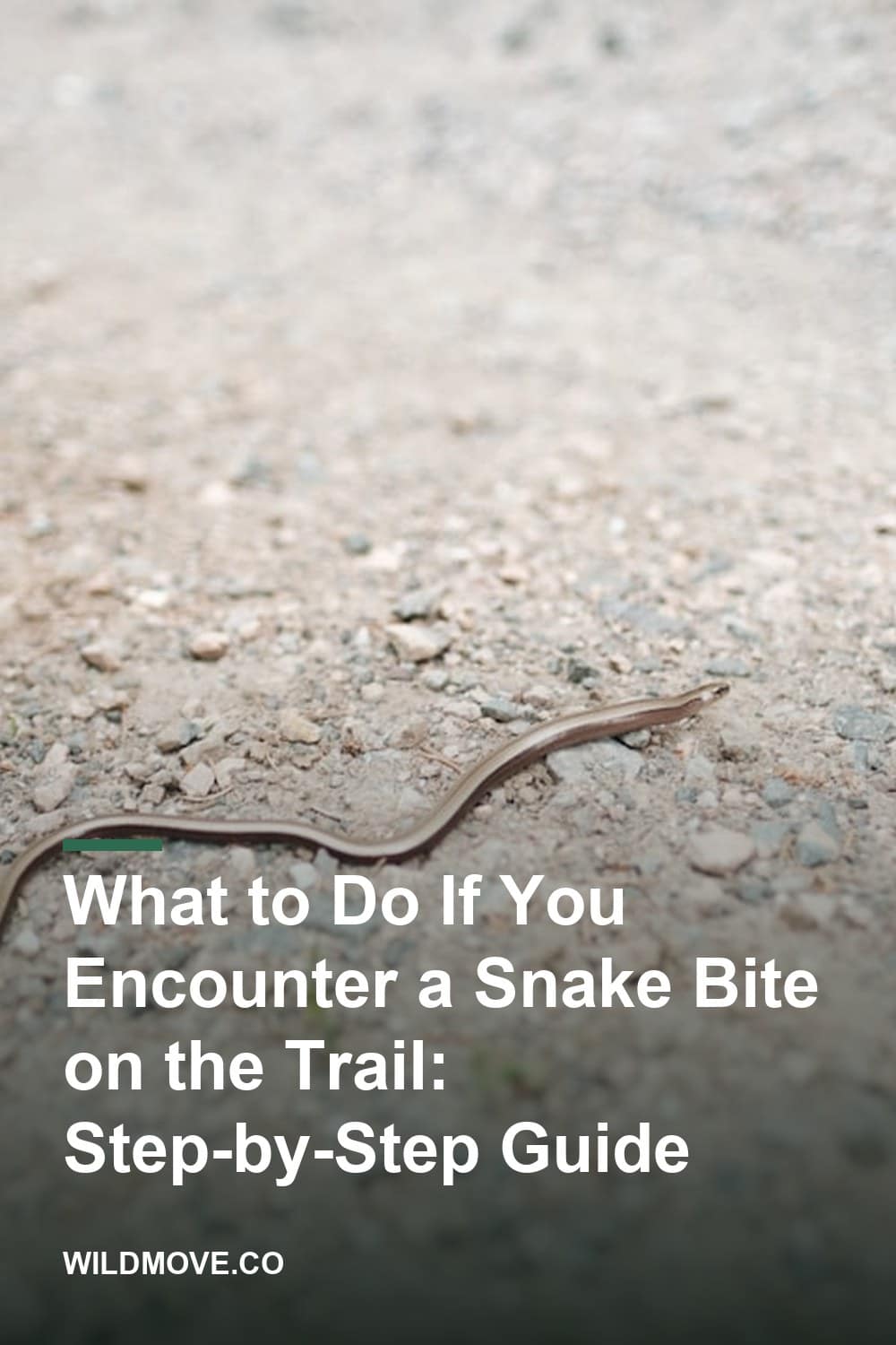 What to Do If You Encounter a Snake Bite on the Trail: Step-by-Step Guide