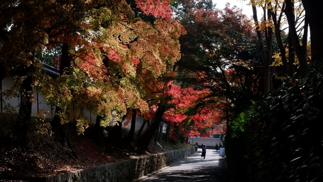 Autumn trees with colorful leaves line a path.