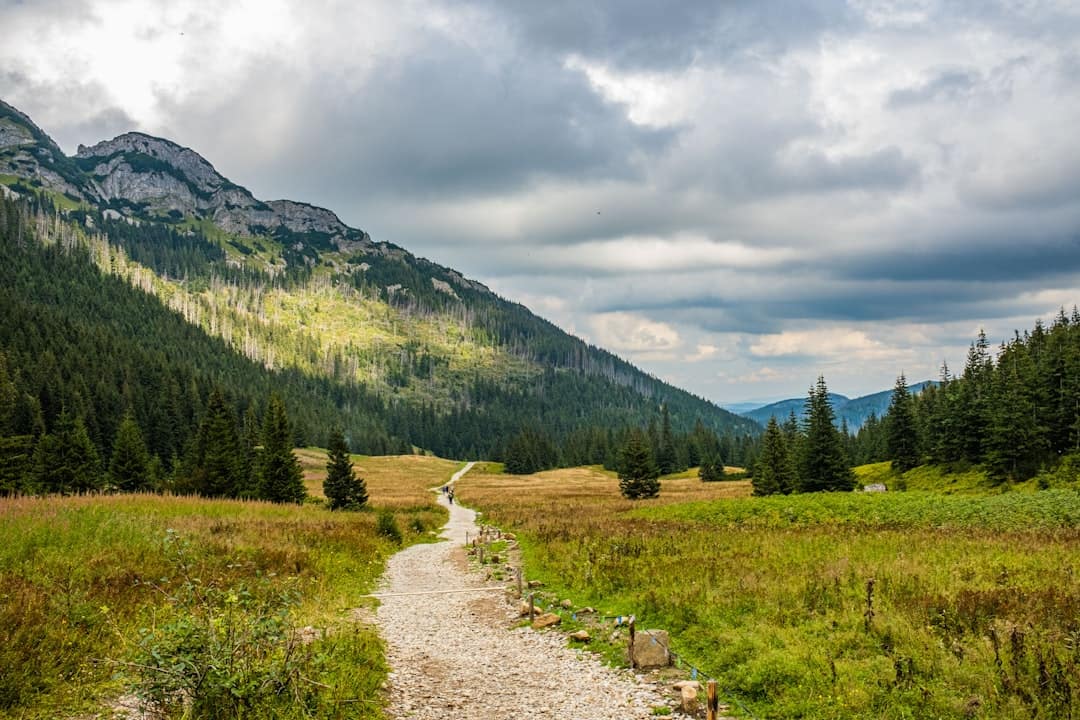 Avoiding Bear Canister Blunders in Yosemite: Practical Solutions