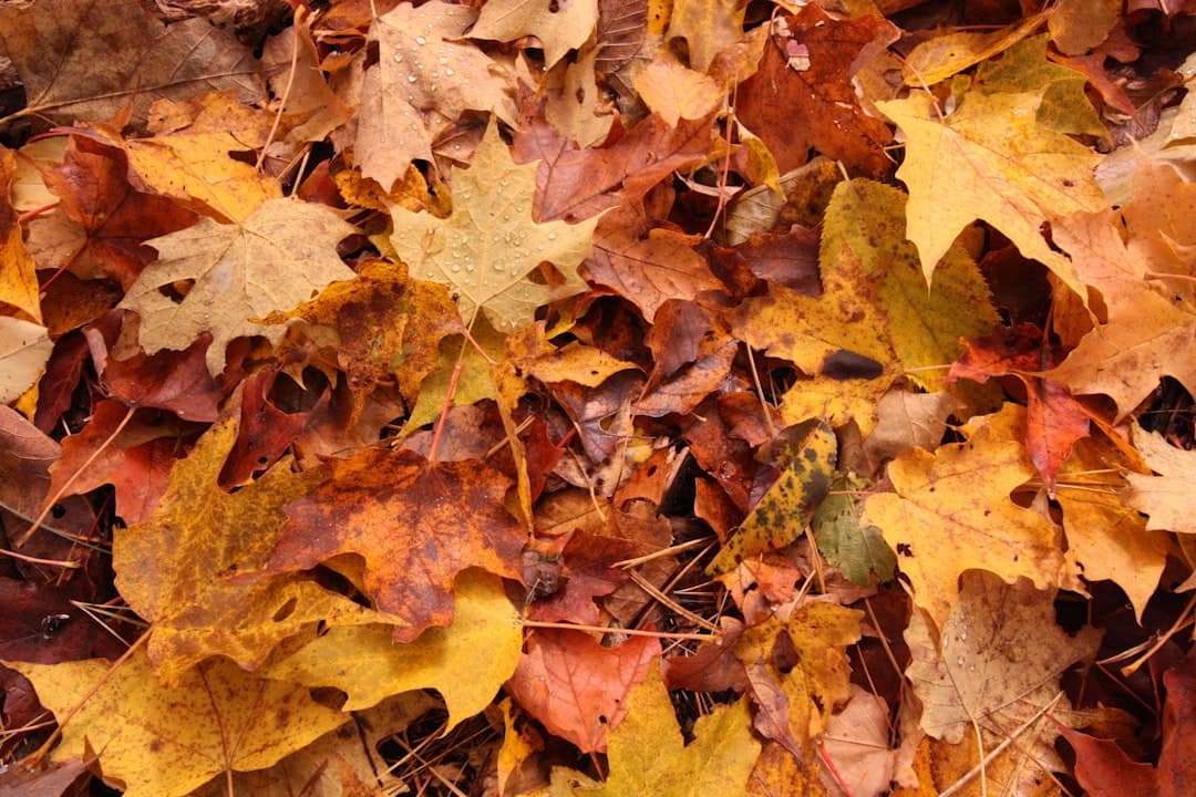 2026 Fall Foliage Peak Predictions: A Regional Guide to Leaf Color Timing