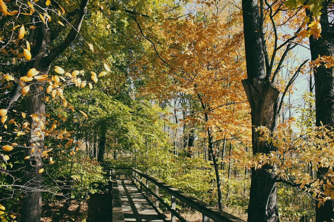 Discover 2026’s Best Dog-Friendly Fall Foliage Hikes Under 4 Miles in the Northeast