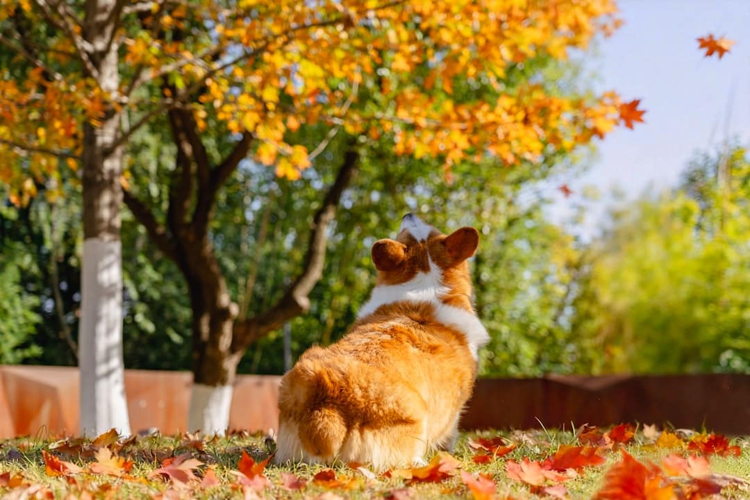 Corgi dog sitting in autumn leaves under a tree.
