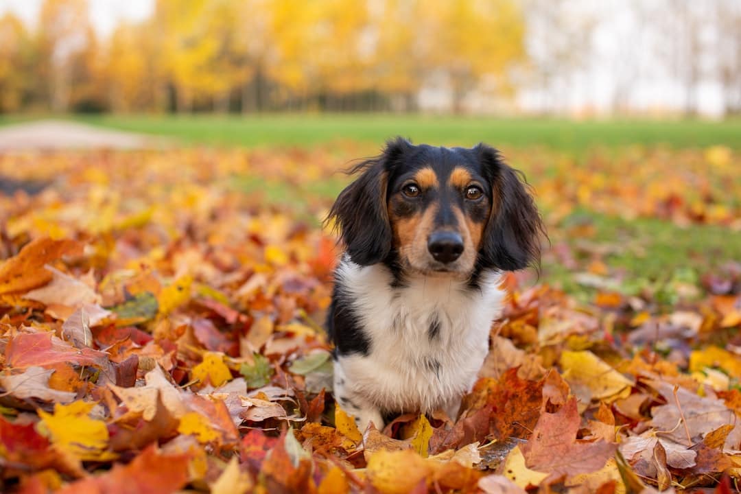 black white and brown short coated dog on brown leaves during daytime