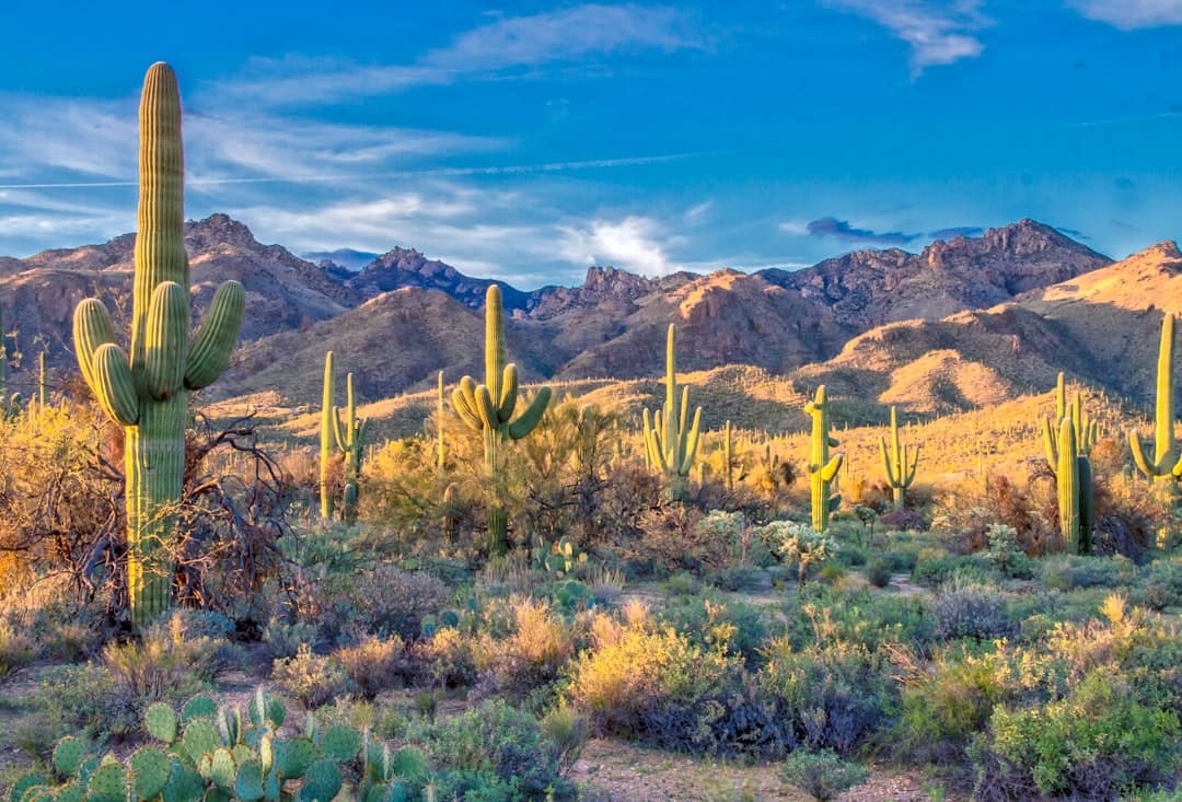 Where to Camp in Arizona: Desert Trails to Pine Country