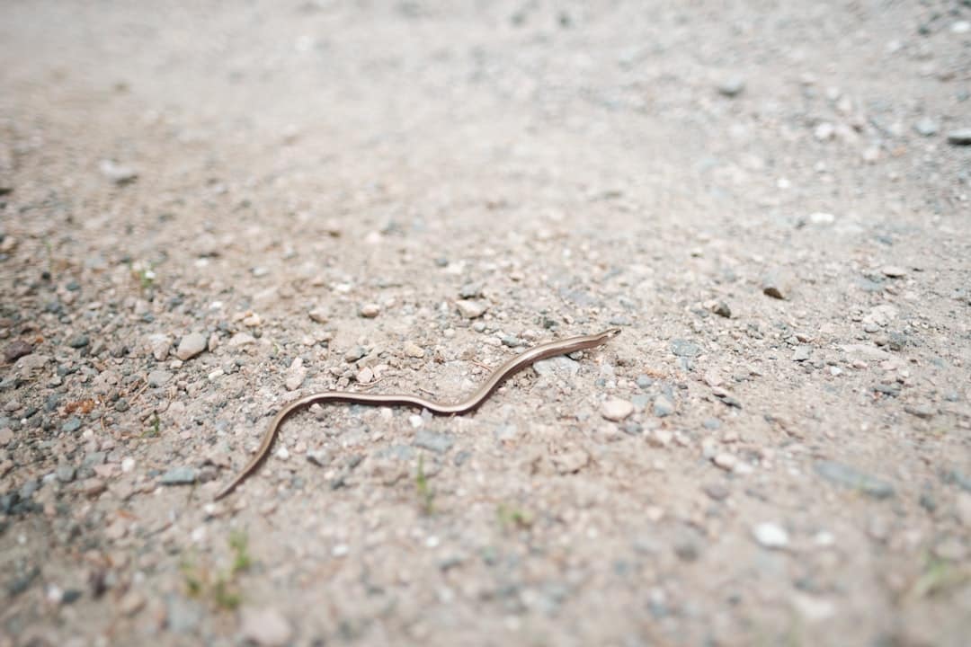 What to Do If You Encounter a Snake Bite on the Trail: Step-by-Step Guide