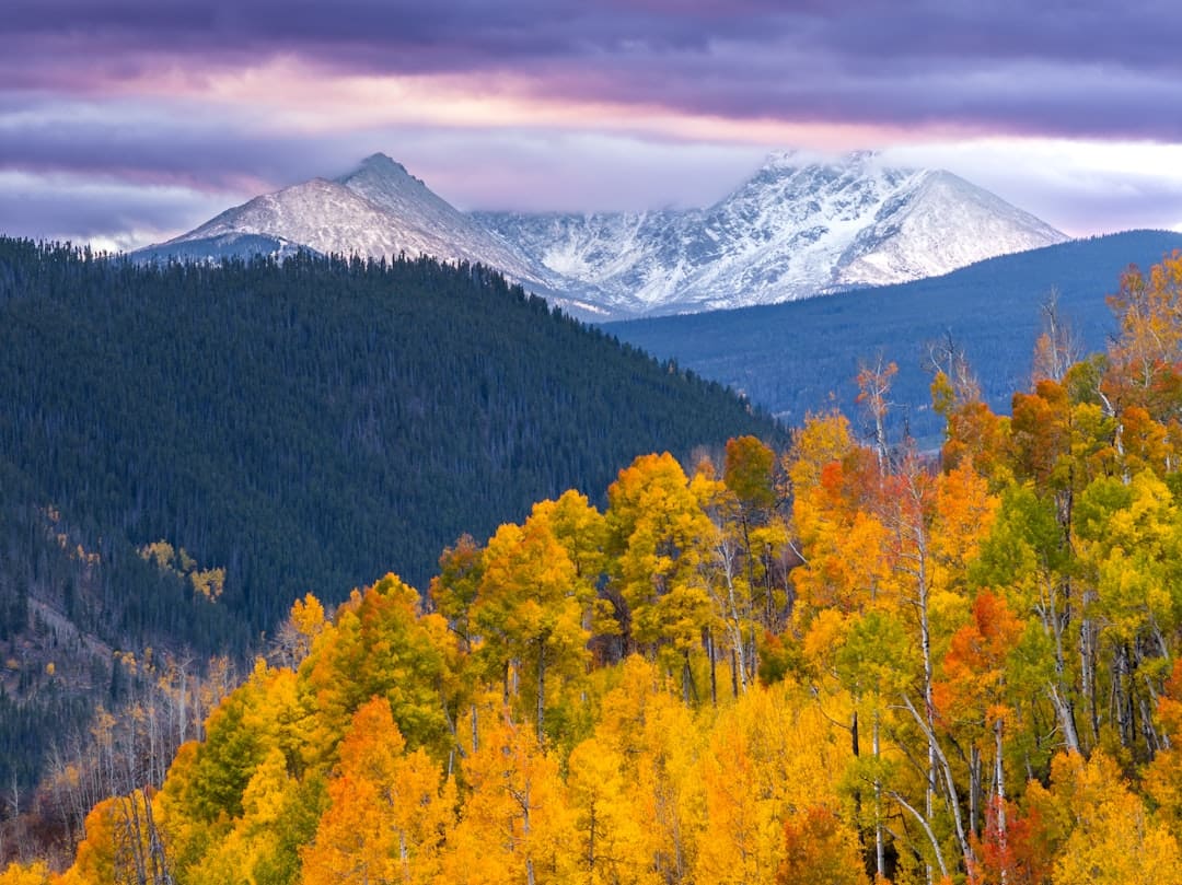 Timing Your Aspen Viewing in Colorado: A September 2026 Guide by Elevation